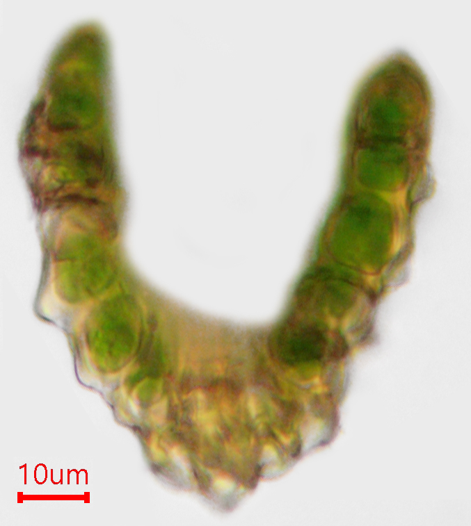 Dicranum montanum